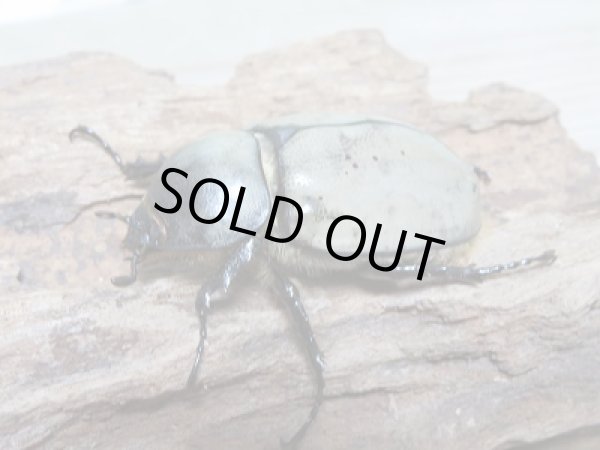 画像4: セール☆10%OFF!新成虫☆グラントシロカブト♂67ミリ♀48ミリペア販売! (4)