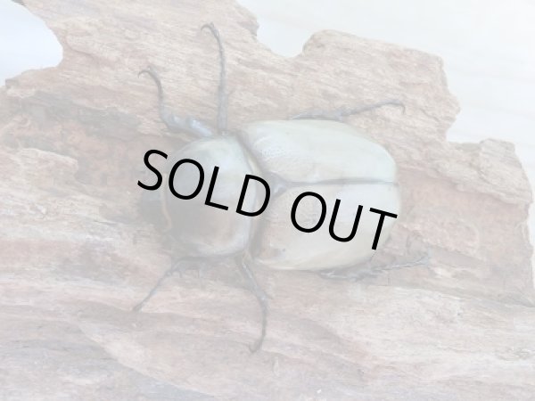 画像5: セール☆10%OFF!新成虫☆グラントシロカブト♂67ミリ♀48ミリペア販売! (5)