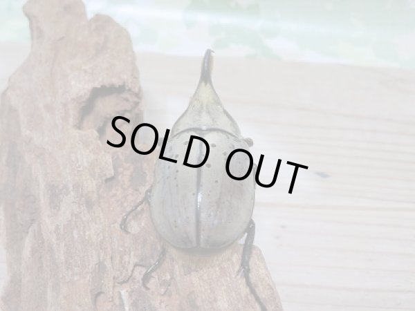画像3: セール☆10%OFF!新成虫☆グラントシロカブト♂67ミリ♀48ミリペア販売! (3)