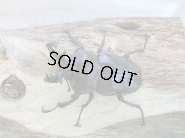 画像2: 紫紺パープル血統☆新成虫!ニジイロクワガタ♂54ミリ♀39ミリペア販売 (2)