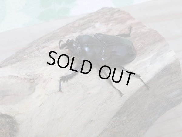 画像4: 紫紺パープル血統☆新成虫!ニジイロクワガタ♂54ミリ♀39ミリペア販売 (4)