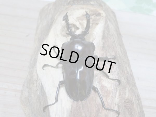 画像3: 紫紺パープル血統☆新成虫!ニジイロクワガタ♂54ミリ♀39ミリペア販売 (3)