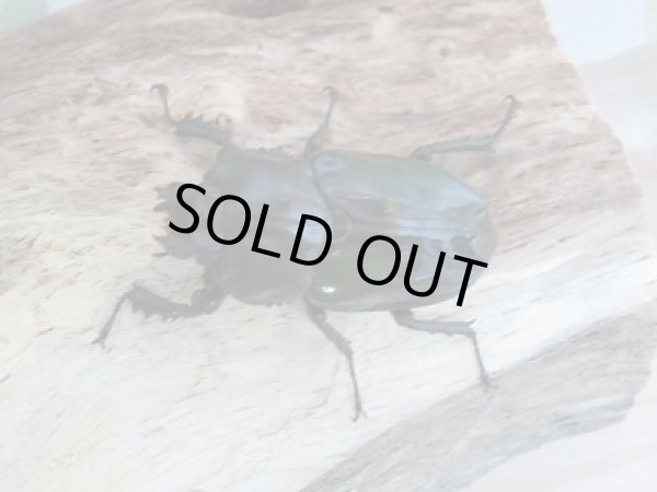 画像5: 紫紺パープル血統☆新成虫!ニジイロクワガタ♂54ミリ♀39ミリペア販売 (5)