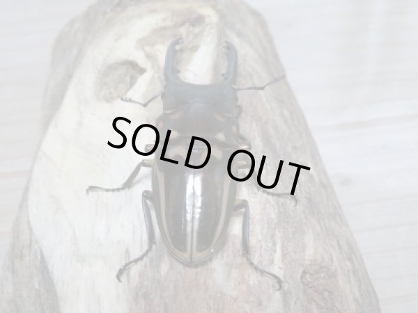 画像3: 新成虫☆ゼブラノコギリクワガタ(亜種ルソンエンシス)長歯ペア販売 (3)