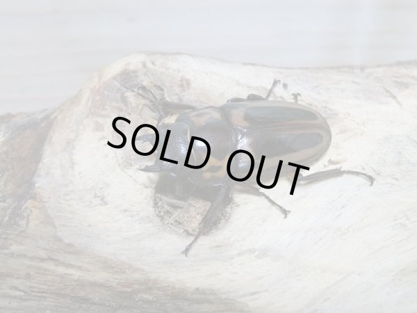 画像4: 新成虫☆ゼブラノコギリクワガタ(亜種ルソンエンシス)長歯ペア販売 (4)