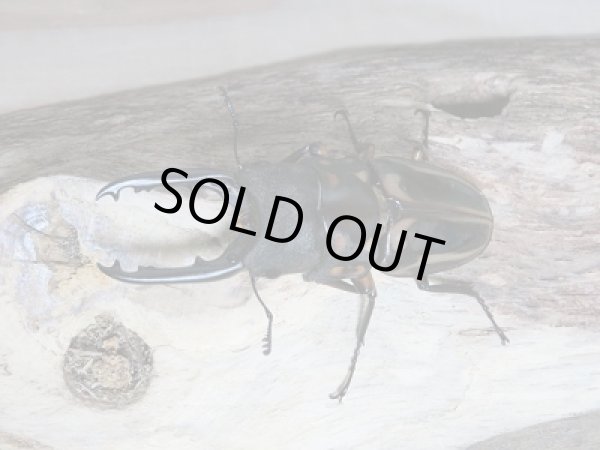 画像2: 新成虫☆ゼブラノコギリクワガタ(亜種ルソンエンシス)長歯ペア販売 (2)