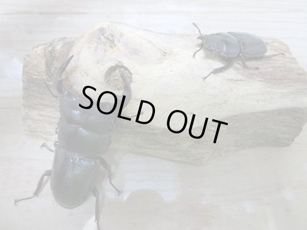 画像3: 大特価セール!!新成虫☆中国アンタエウスオオクワガタ♂70ミリ♀41〜42ミリ2ペア限定販売 (3)