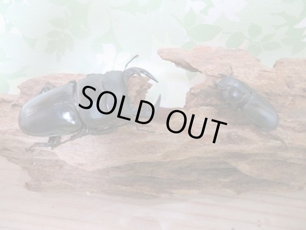 画像2: 大特価セール!!新成虫☆中国アンタエウスオオクワガタ♂70ミリ♀41〜42ミリ2ペア限定販売 (2)