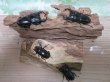 画像1: 大特価セール！！新成虫☆中国アンタエウスオオクワガタ♂70ミリ♀41〜42ミリ2ペア限定販売 (1)