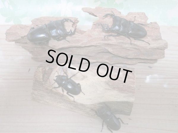 画像1: 大特価セール！！新成虫☆中国アンタエウスオオクワガタ♂70ミリ♀41〜42ミリ2ペア限定販売 (1)