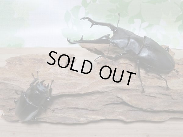 画像5: セール10%OFF☆大型個体!!ギラファノコギリクワガタ♂111ミリ51ミリペア販売 (5)