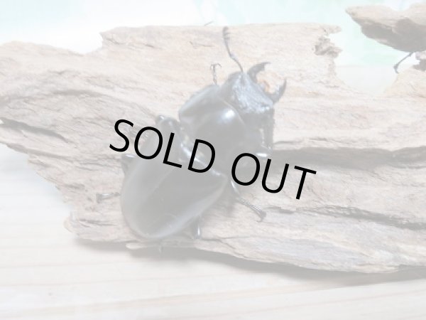 画像4: セール10%OFF☆大型個体!!ギラファノコギリクワガタ♂111ミリ51ミリペア販売 (4)