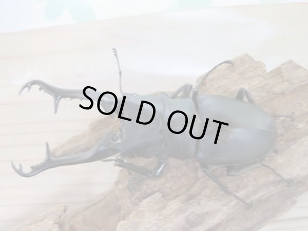 画像2: セール10%OFF☆大型個体!!ギラファノコギリクワガタ♂111ミリ51ミリペア販売 (2)