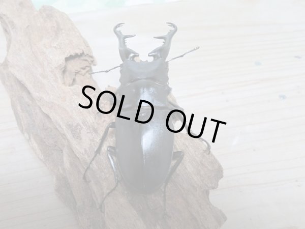 画像3: セール10%OFF☆大型個体!!ギラファノコギリクワガタ♂111ミリ51ミリペア販売 (3)
