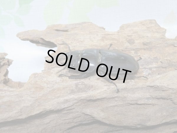 画像4: スマトラオオヒラタクワガタ☆新成虫!♂83ミリ♀43ミリペア (4)