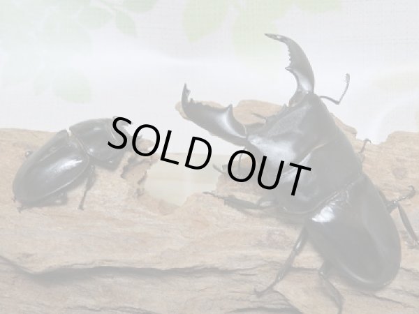 画像5: スマトラオオヒラタクワガタ☆新成虫!♂83ミリ♀43ミリペア (5)