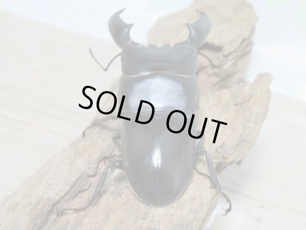 画像3: スマトラオオヒラタクワガタ☆新成虫!♂83ミリ♀43ミリペア (3)