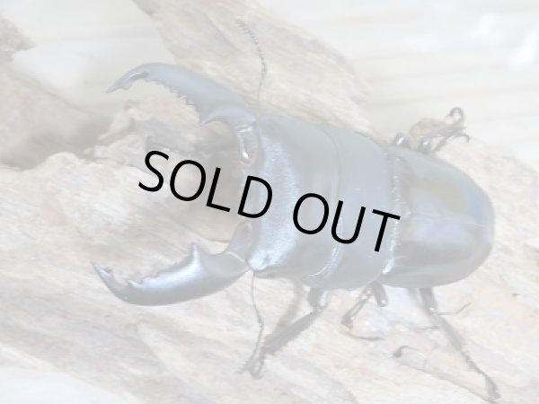 画像2: スマトラオオヒラタクワガタ☆新成虫!♂83ミリ♀43ミリペア (2)