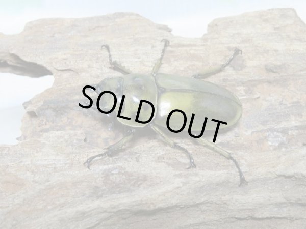画像1: ☆美麗☆即ブリ！！ババオウゴンオニクワガタ♀40ミリ単品販売！！　 (1)
