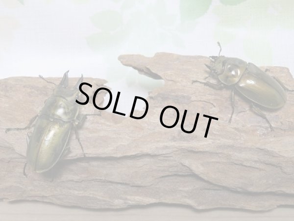 画像5: 新成虫☆ローゼンベルグオウゴンオニクワガタ!♂54ミリ♀48ミリWFIペア販売 (5)