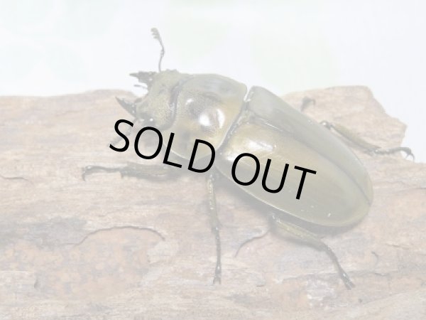 画像4: 新成虫☆ローゼンベルグオウゴンオニクワガタ!♂54ミリ♀48ミリWFIペア販売 (4)