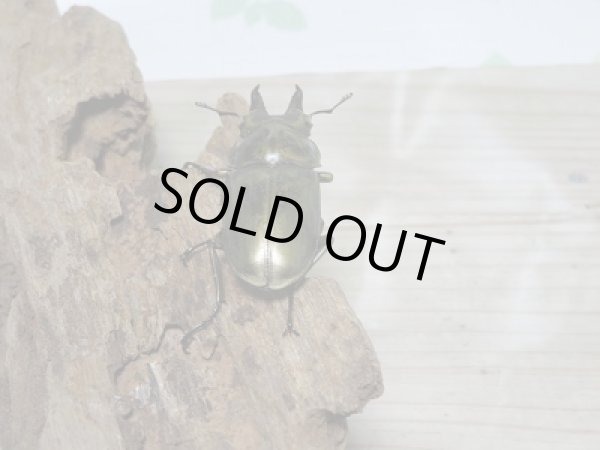 画像3: 新成虫☆ローゼンベルグオウゴンオニクワガタ!♂54ミリ♀48ミリWFIペア販売 (3)