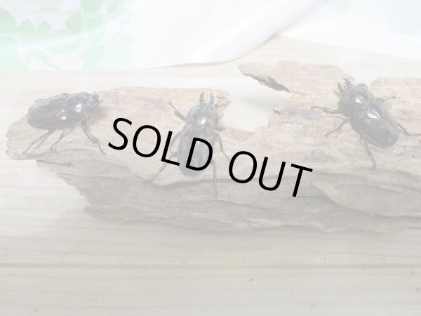 画像3: 紫紺パープル血統☆新成虫!ニジイロクワガタ♂52〜54ミリ♀フリー限定3ペア販売 (3)