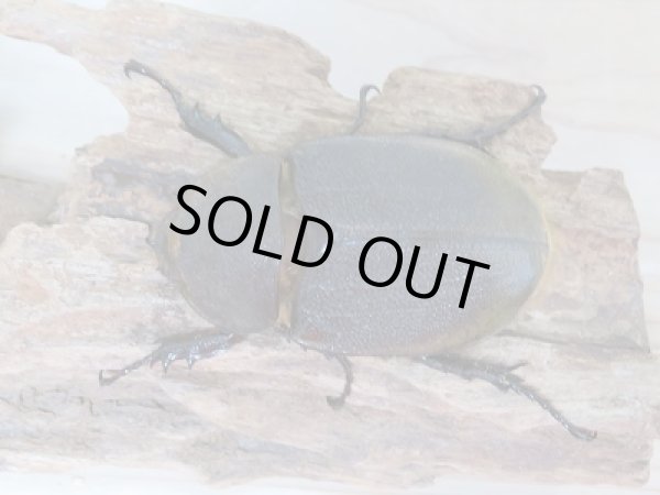 画像5: セール20%OFF☆D.H.リッキー♂132ミリ♀67ミリペア販売! (5)