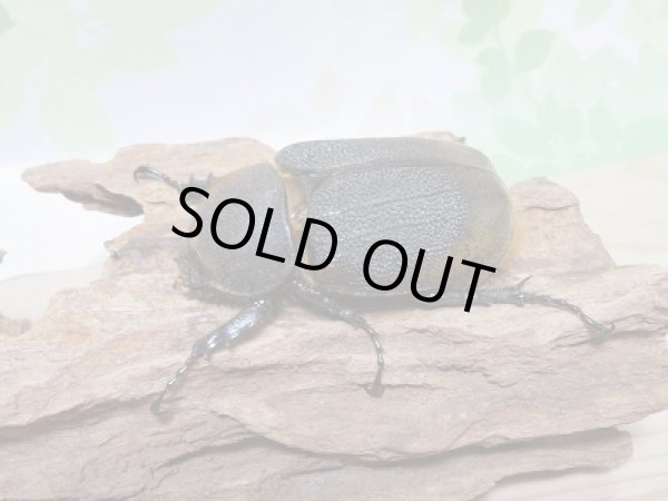 画像4: セール20%OFF☆D.H.リッキー♂132ミリ♀67ミリペア販売! (4)