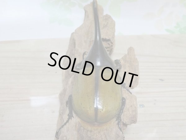 画像3: セール20%OFF☆D.H.リッキー♂132ミリ♀67ミリペア販売! (3)