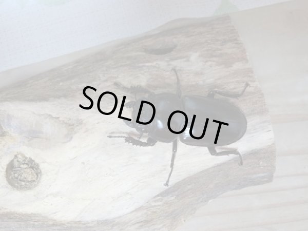 画像5: 新成虫☆中国アンタエウスオオクワガタ♂71ミリ♀43ミリペア販売!! (5)