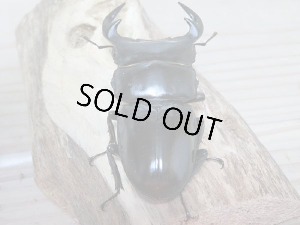 画像3: 新成虫☆中国アンタエウスオオクワガタ♂71ミリ♀43ミリペア販売!! (3)