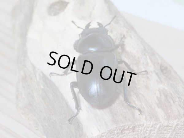 画像6: 新成虫☆中国アンタエウスオオクワガタ♂71ミリ♀43ミリペア販売!! (6)