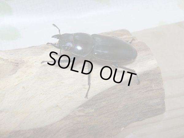 画像4: 新成虫☆中国アンタエウスオオクワガタ♂71ミリ♀43ミリペア販売!! (4)