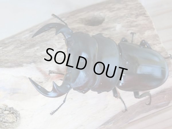 画像2: 新成虫☆中国アンタエウスオオクワガタ♂71ミリ♀43ミリペア販売!! (2)