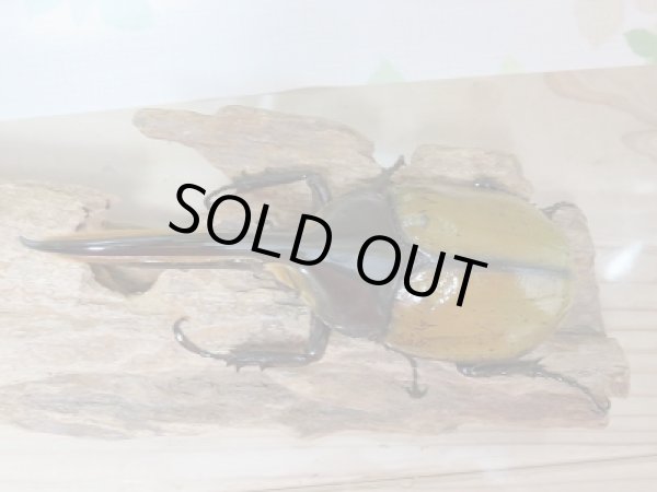 画像2: セール20%OFF☆D.H.リッキー♂132ミリ♀67ミリペア販売! (2)