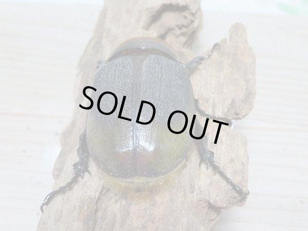 画像6: セール20%OFF☆D.H.リッキー♂132ミリ♀67ミリペア販売! (6)