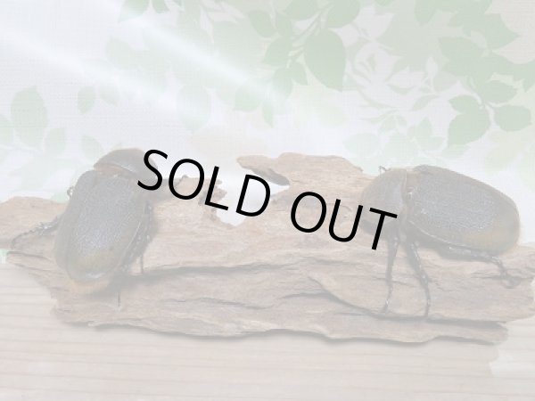 画像4: 新成虫☆D.H.リッキー♂147ミリ♀68ミリ+♀65ミリトリオ販売!! (4)