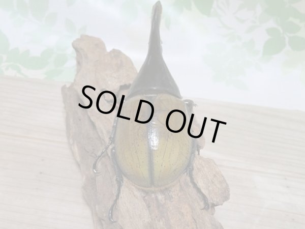 画像3: 新成虫☆D.H.リッキー♂147ミリ♀68ミリ+♀65ミリトリオ販売!! (3)