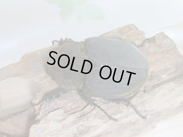 画像5: セール40%OFF☆D.H.リッキー♂130ミリ♀67ミリペア販売!! (5)