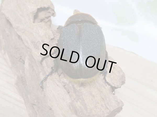 画像6: セール40%OFF☆D.H.リッキー♂130ミリ♀67ミリペア販売!! (6)