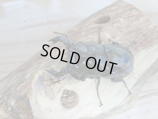 画像2: 新成虫☆タランドゥスオオツヤクワガタA´-♂67ミリ単品販売!! (2)