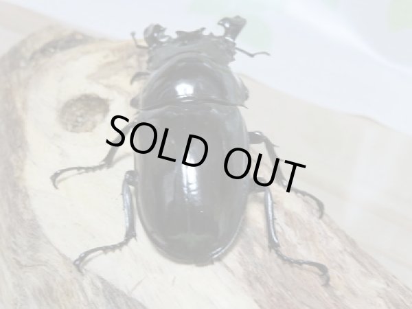 画像3: 新成虫☆タランドゥスオオツヤクワガタA´-♂67ミリ単品販売!! (3)