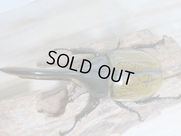 画像2: セール40%OFF☆D.H.リッキー♂130ミリ♀67ミリペア販売!! (2)