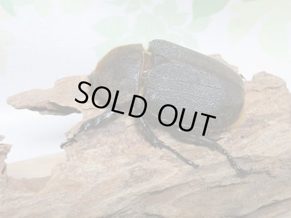 画像4: セール40%OFF☆D.H.リッキー♂130ミリ♀67ミリペア販売!! (4)