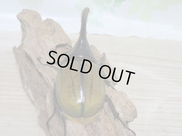 画像3: セール40%OFF☆D.H.リッキー♂130ミリ♀67ミリペア販売!! (3)