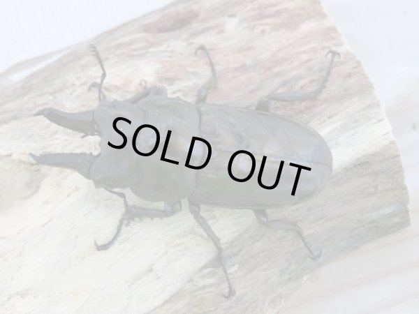 画像2: 新成虫☆WFI!ローゼンベルグオウゴンオニクワガタ♂A´-60ミリ単品販売 (2)