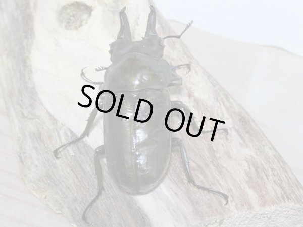 画像3: 新成虫☆WFI!ローゼンベルグオウゴンオニクワガタ♂A´-60ミリ単品販売 (3)