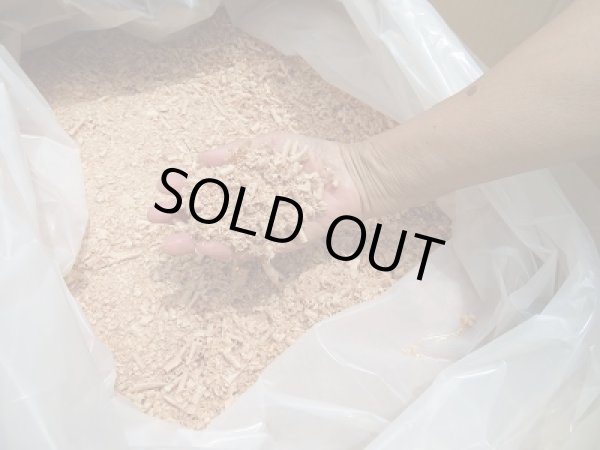 画像2: ☆成虫管理ナラ材100%ふかふかマット☆お得な大箱50ℓ入り販売!! (2)