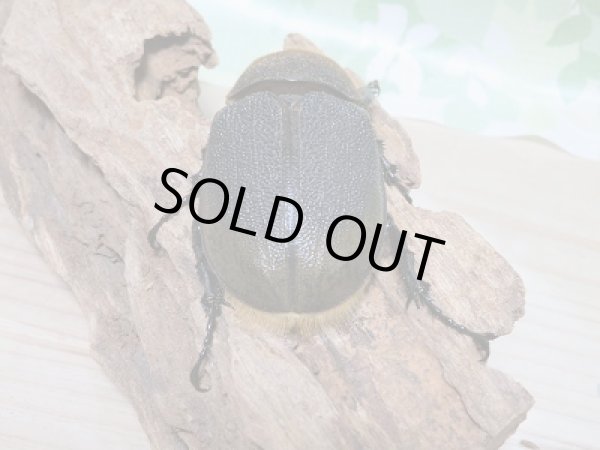 画像7: 新成虫☆D.H.リッキー♂A´-128ミリ♀65ミリ新成虫ペア販売!! (7)